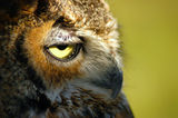 Owl Portrait Stock Photos