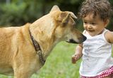 Girl and Dog Stock Images