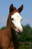 Paint Filly Stock Image