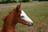 Paint Filly Royalty Free Stock Images