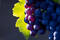 Violet wine grapes