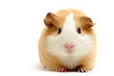 Guinea pig over white Stock Photography
