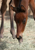 Grazing Filly Stock Photography