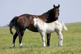 Horse Opposites (Mare & Filly) Royalty Free Stock Photos
