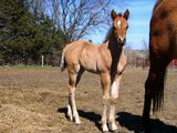 Cute dun filly Stock Images