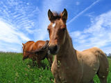 Cute dun filly Royalty Free Stock Photo