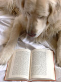 Dog reading book Stock Photo