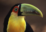 Toucan in Brazil Stock Photo