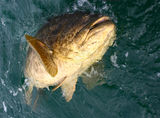 Huge Fish Stock Image