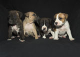 Puppies Stock Photography