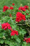 Red Geranium Stock Image