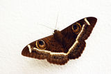 Butterfly Stock Images