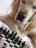 Dog playing chess Stock Photo