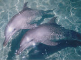 Dolphin Royalty Free Stock Photography