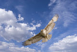 Hawk flight Stock Image