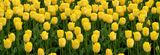 Yellow Tulips Panorama Stock Photos
