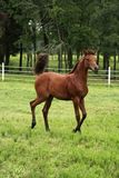 Fancy Filly Stock Image