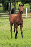 Proud Filly Stock Images