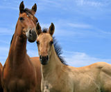 Quarter horse filly and a foal Royalty Free Stock Photos