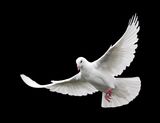 White Dove in Flight 6 Stock Images