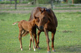 Filly with his mother Stock Image