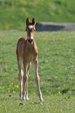 Filly Royalty Free Stock Image