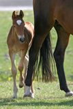 Filly Royalty Free Stock Photos