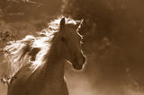 White wild horse Stock Images