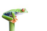 Frog on bamboo Stock Image