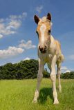 Filly Stock Photos