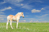 Filly Stock Photos
