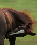 Arabian Filly Stock Photo