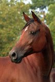 Arabian Filly Royalty Free Stock Photography