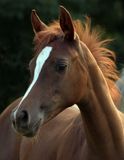Arabian Filly Stock Photo