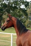Arabian Yearly Filly Royalty Free Stock Photos