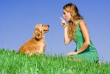  training pet dog Stock Image