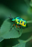 Lady bug Stock Photo