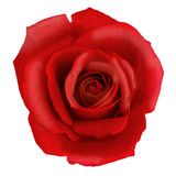 Red Rose Stock Photo