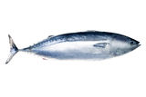 Tuna fish Stock Images