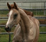 Arabian Filly Stock Photos