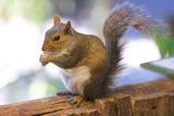 Young squirrel Stock Photo