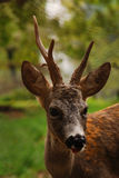 Young deer Royalty Free Stock Image