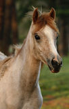 Yearling Arabian Filly Stock Photography