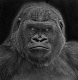Gorilla portrait Stock Photography