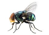 The fly Royalty Free Stock Photo