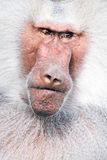 Baboon portrait Royalty Free Stock Images