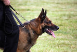 Guard dog ready for action Royalty Free Stock Images