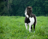 Gorgeous Filly Stock Photography