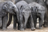 Young elephants Stock Images