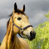 Kinsky filly Royalty Free Stock Photos
